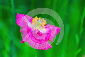 Poppy. Decorative bright pink flower close-up