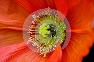 Poppy Detail