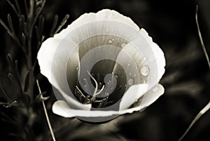 Poppy Dew In Sepia