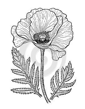 Poppy drawing black and white