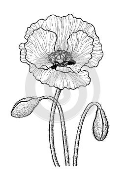 Poppy drawing black and white