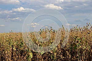 Poppy drumsticks ripen in the field