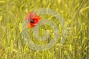 Poppy in a ear of wheat field detail