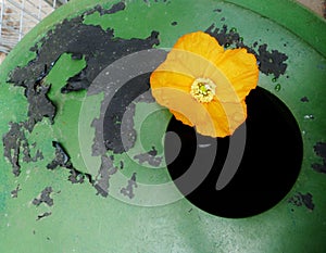 Poppy on the edge of a water barrel