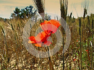 Poppy photo