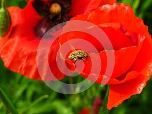 Poppy photo