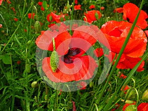 Poppy photo