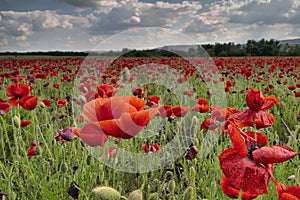 Poppy field 01