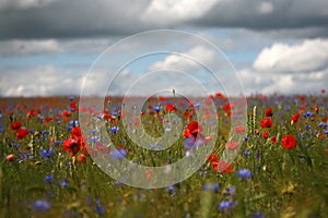 Poppy field