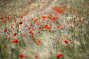 Poppy field