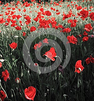 Poppy field