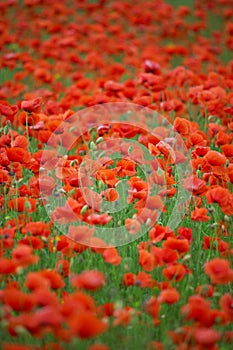 Poppy field