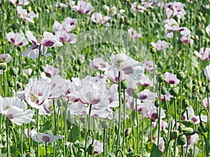 Poppy field