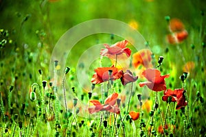 Poppy field