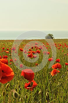 Poppy field