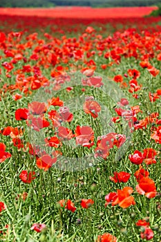 Poppy field