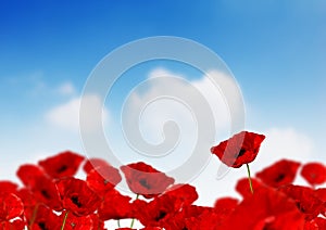 Poppy Field