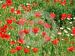 Poppy field