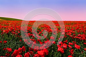 Poppy Field