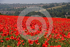 Poppy field