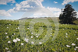 Poppy field