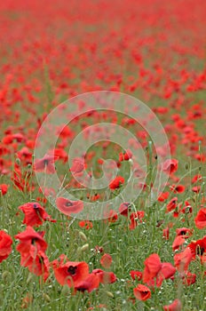 Poppy field