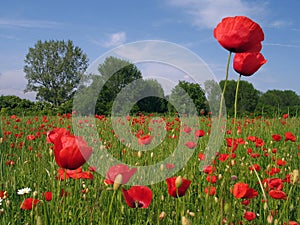 Poppy Field