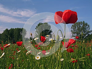 Poppy Field