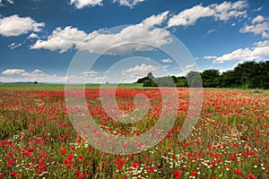 Poppy field