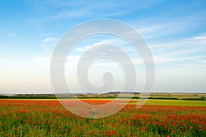 Poppy field