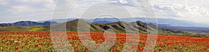 Poppy field against a background of mountains and a cloudy sky. Panorama.
