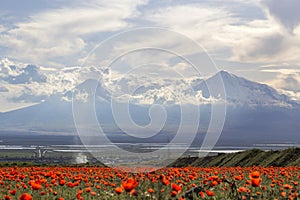 Poppy field against a background of mountains and a cloudy sky. Panorama.