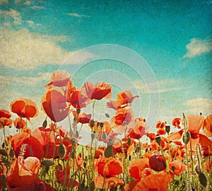 poppy field against blue sky.