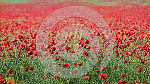 Poppy field background .