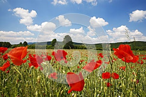 Poppy field