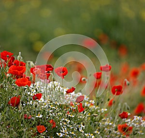 Poppy field with bee close group of poppies mixed with wild daisies, oil seed and hedge parsley