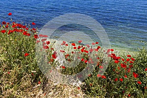 Poppy field and the Black Sea
