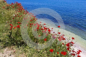 Poppy field and the Black Sea