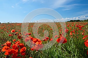 Poppy field in Blandford