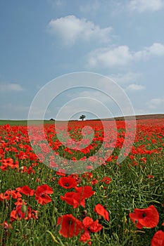 Poppy Field in Bloom