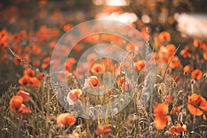 Poppy field with blooming flowers over sunny background. Spring time season. Vacation and freedom concept.
