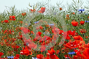 Poppy field blooming in summer