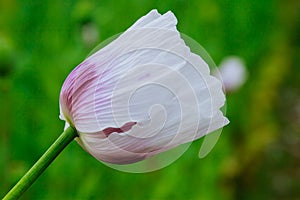 Poppy field blooms white against blue sky. Poppy flower close up