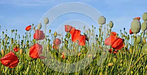 Poppy field