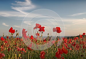 Poppy field with a blue sky