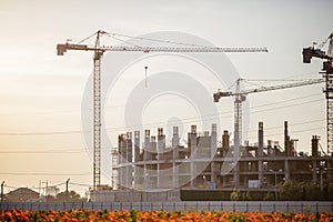 Poppy field and blurred large circular stadium under construction in the background