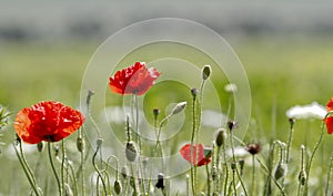 Poppy field - close up