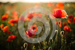 Poppy field close-up, blooming wild flowers in the setting sun. Red green background, blank, wallpaper with soft focus