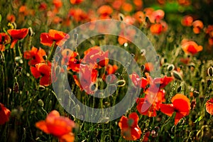 Poppy field close-up, blooming wild flowers in the setting sun. Red green background, blank, wallpaper with soft focus