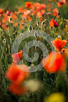 Poppy field close-up, blooming wild flowers in the setting sun. Red green background, blank, wallpaper with soft focus